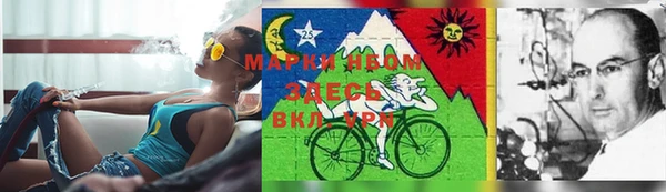 шишки Арсеньев